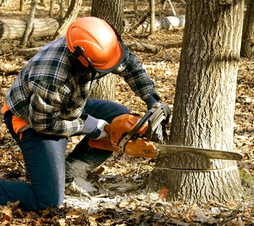 Tree Removal in Sigel, IL